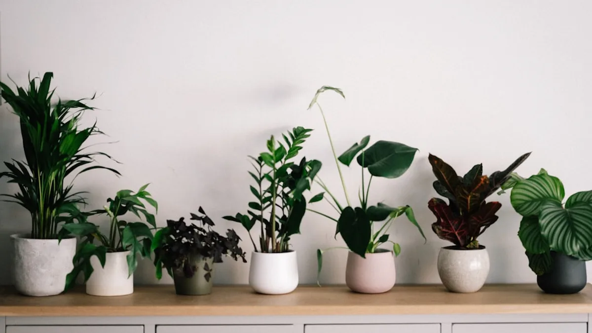 Plantes d'intérieur faciles : les increvables à adopter